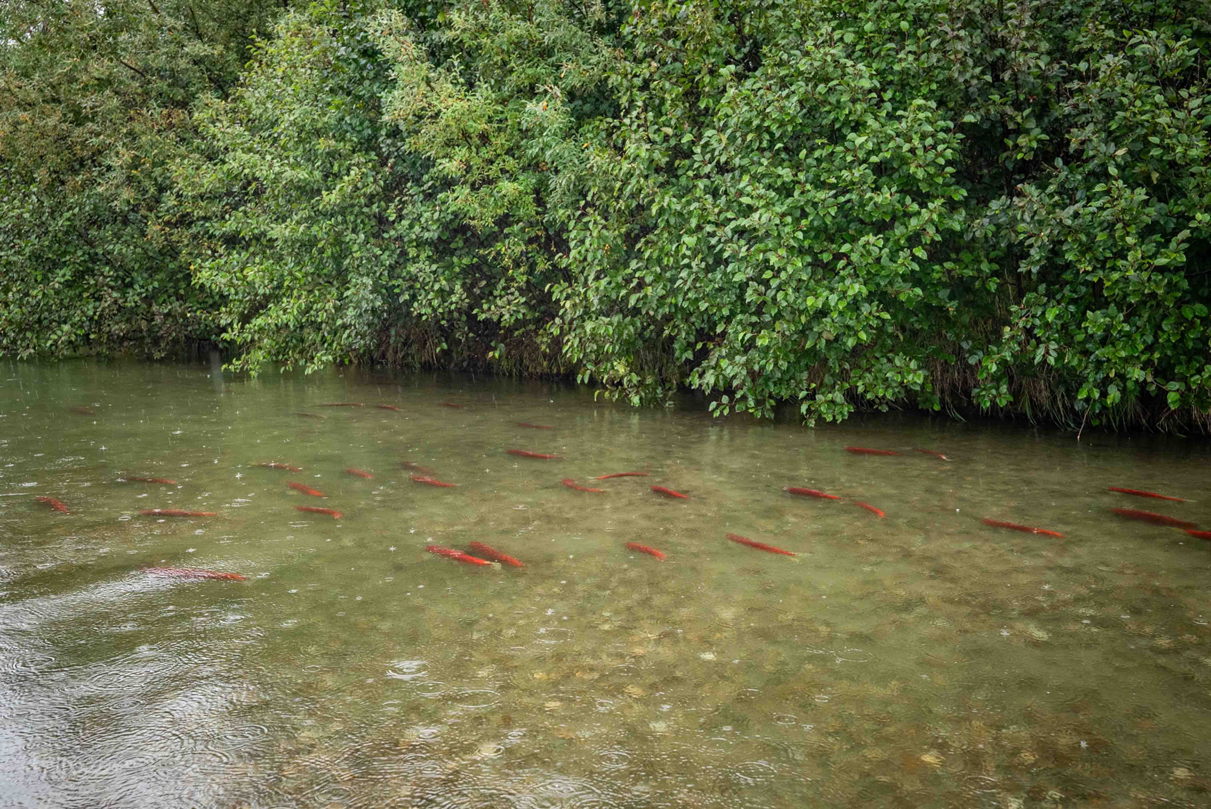 Sockeye Salmon in Lake Clark