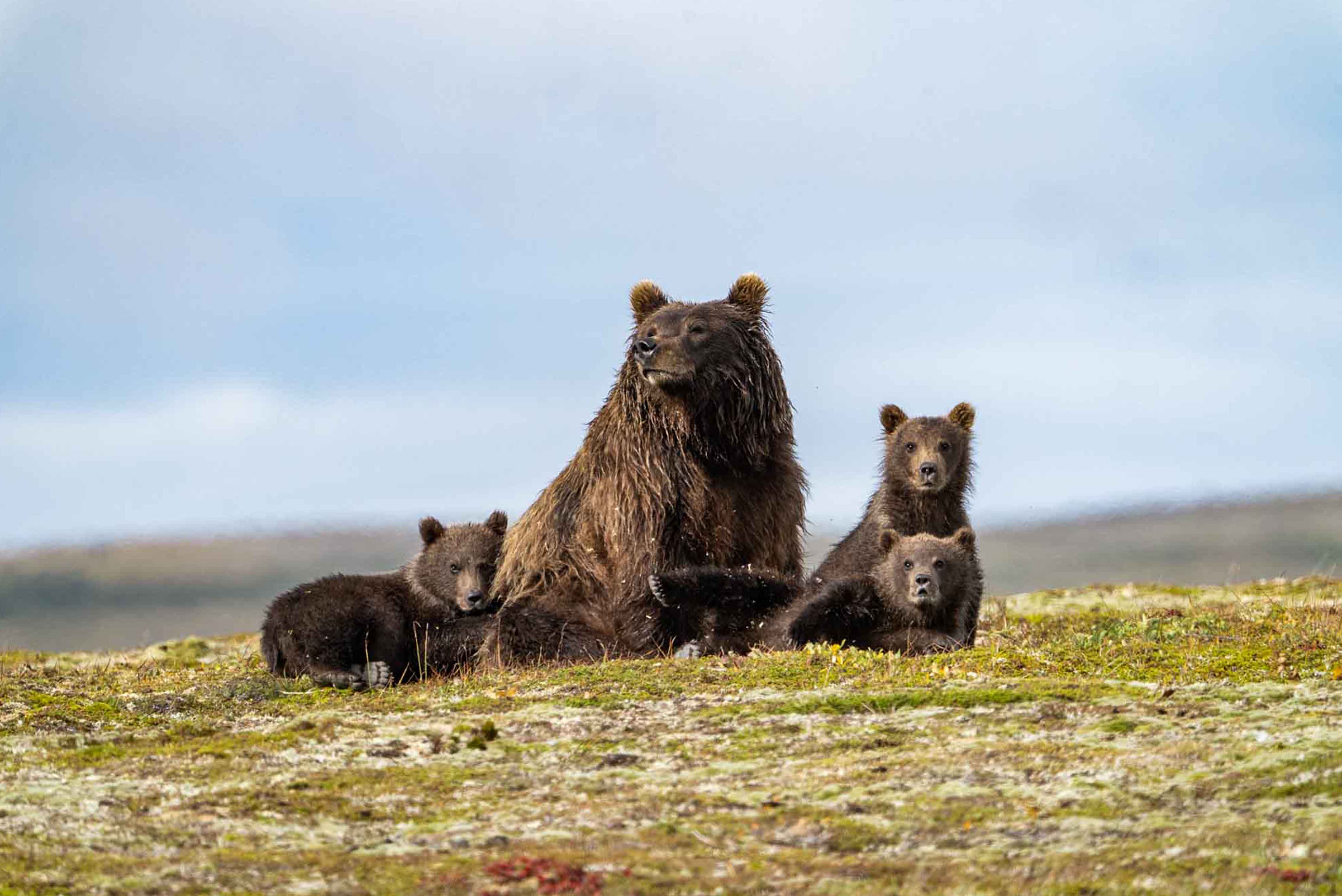 Bears Fighting on Whale Carcass Alaska