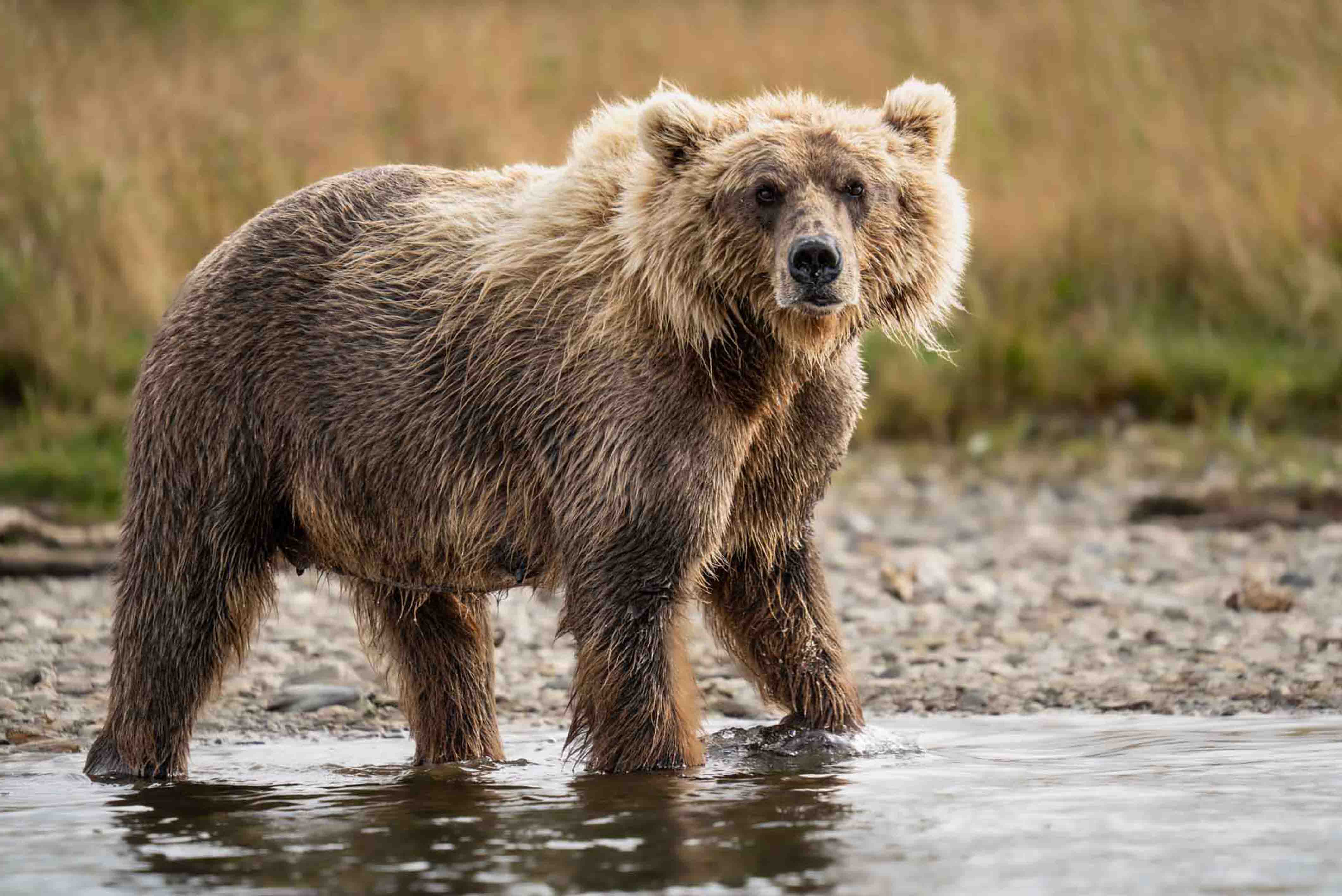 Brown Bear at Moraine Creek Alaska