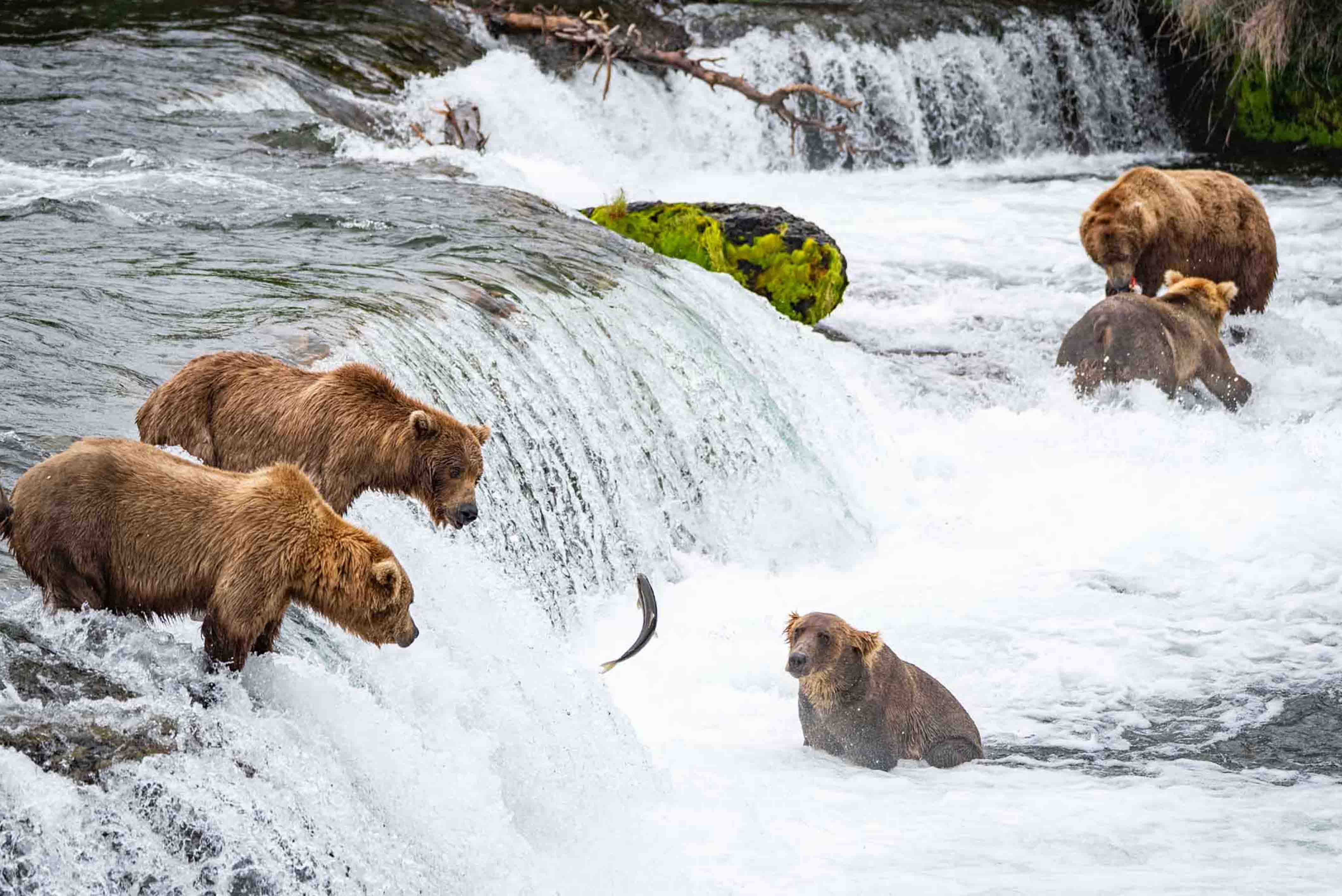 Alaskan Brown Bears at Brooks Falls