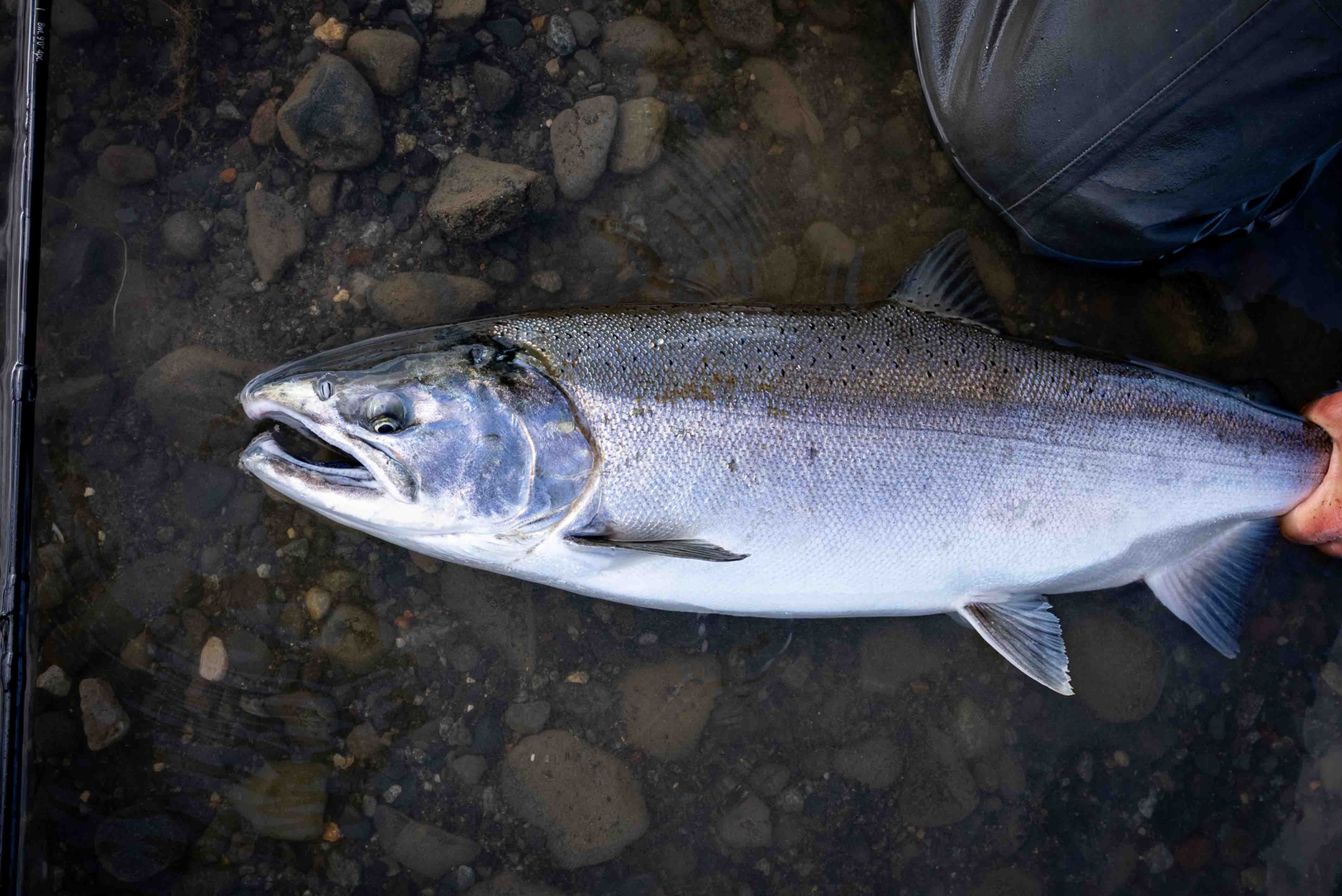 Silver salmon with fresh sea lice