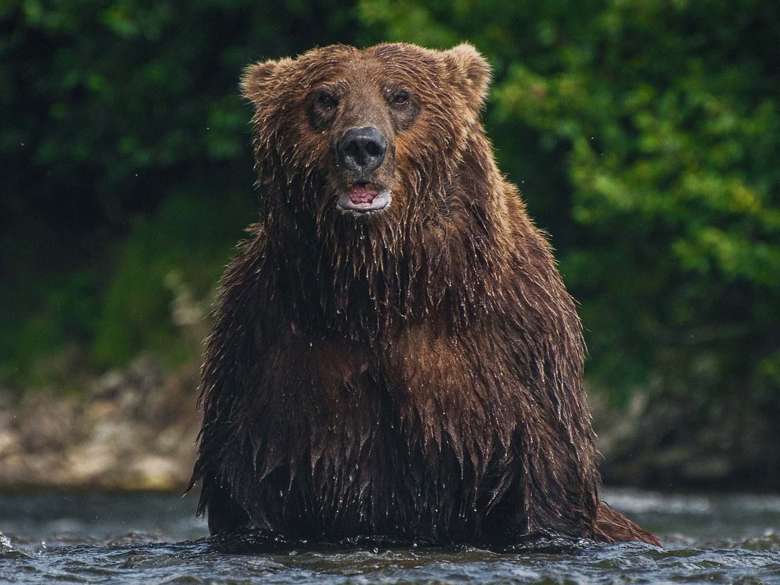 Alaska Bear Tours | Lake Clark & Katmai National Parks