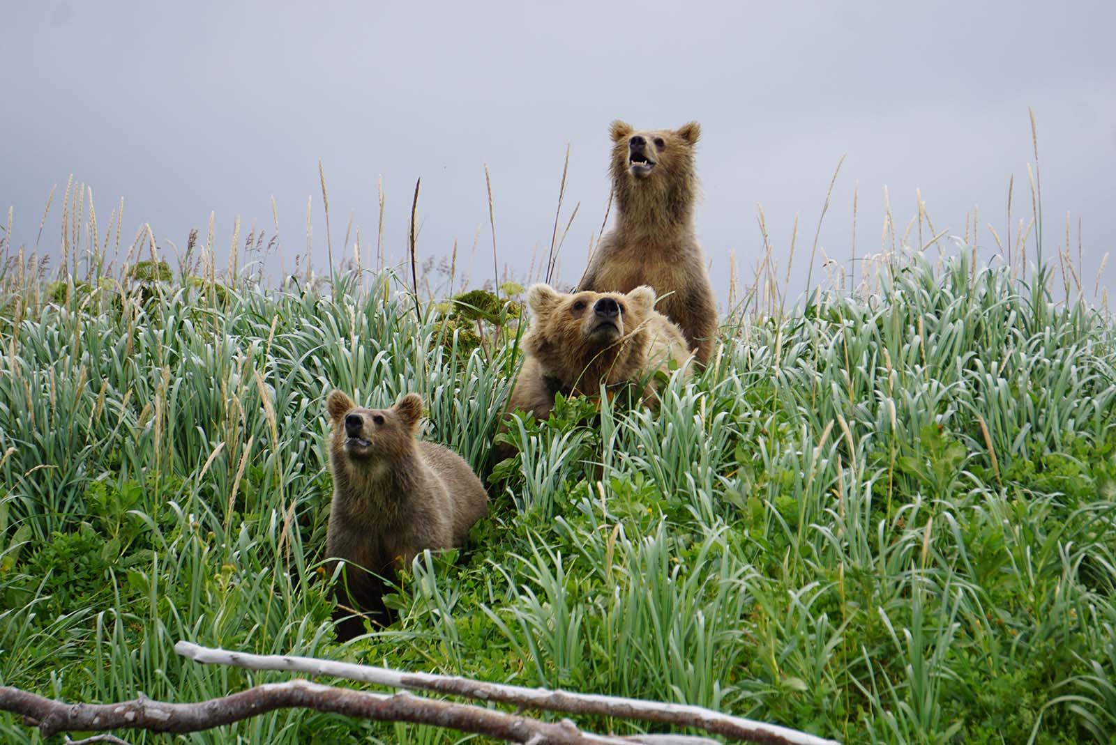 Sow brown bear with a radio collar and cubs in Katmai National Park