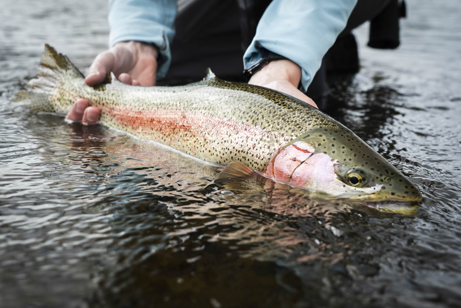 The Complete Checklist for Fly Fishing Trout In The Summer - The Fly Crate