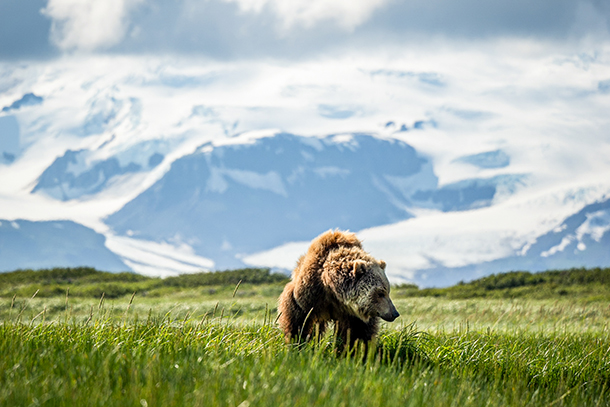 Brown Bear Viewing Douglas