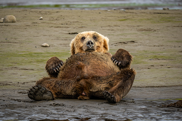 Brown Bear Laying Down