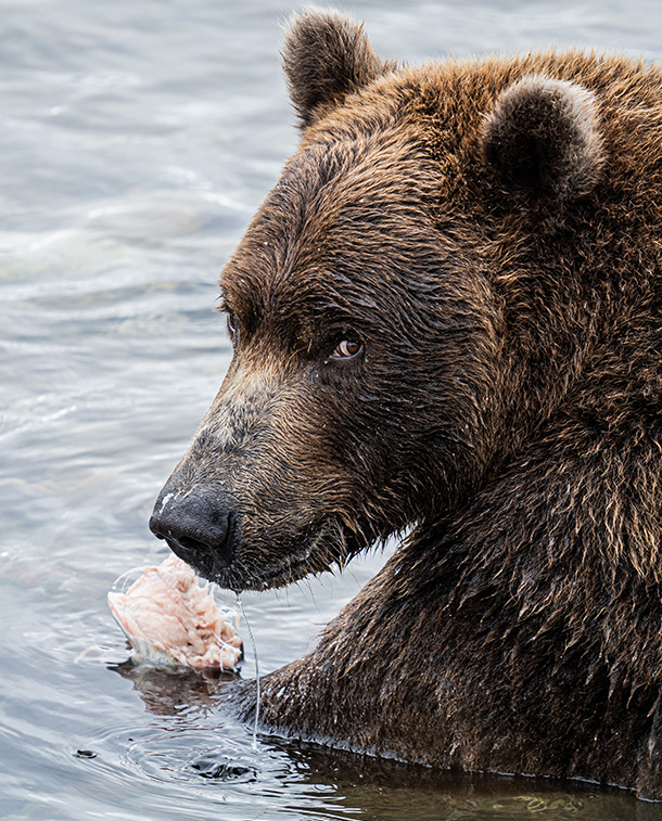Brown Bear of Katmai