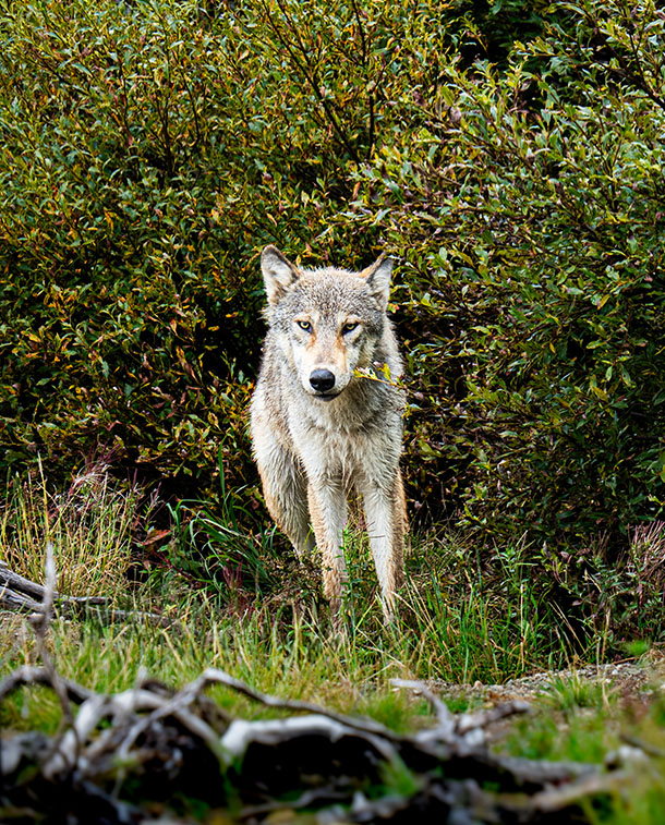 Katmai National Park Wolf