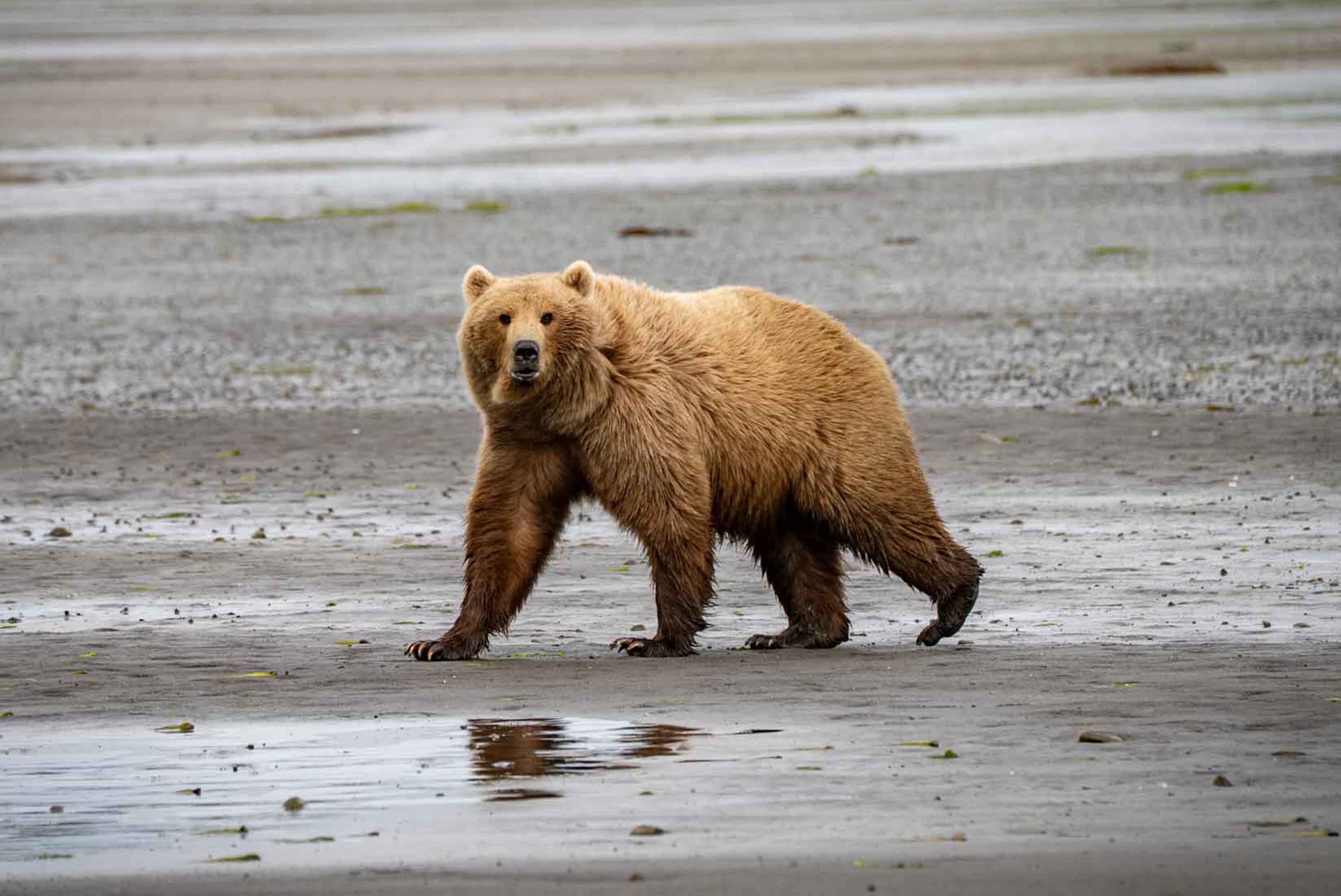 Coastal Bear Viewing in Alaska