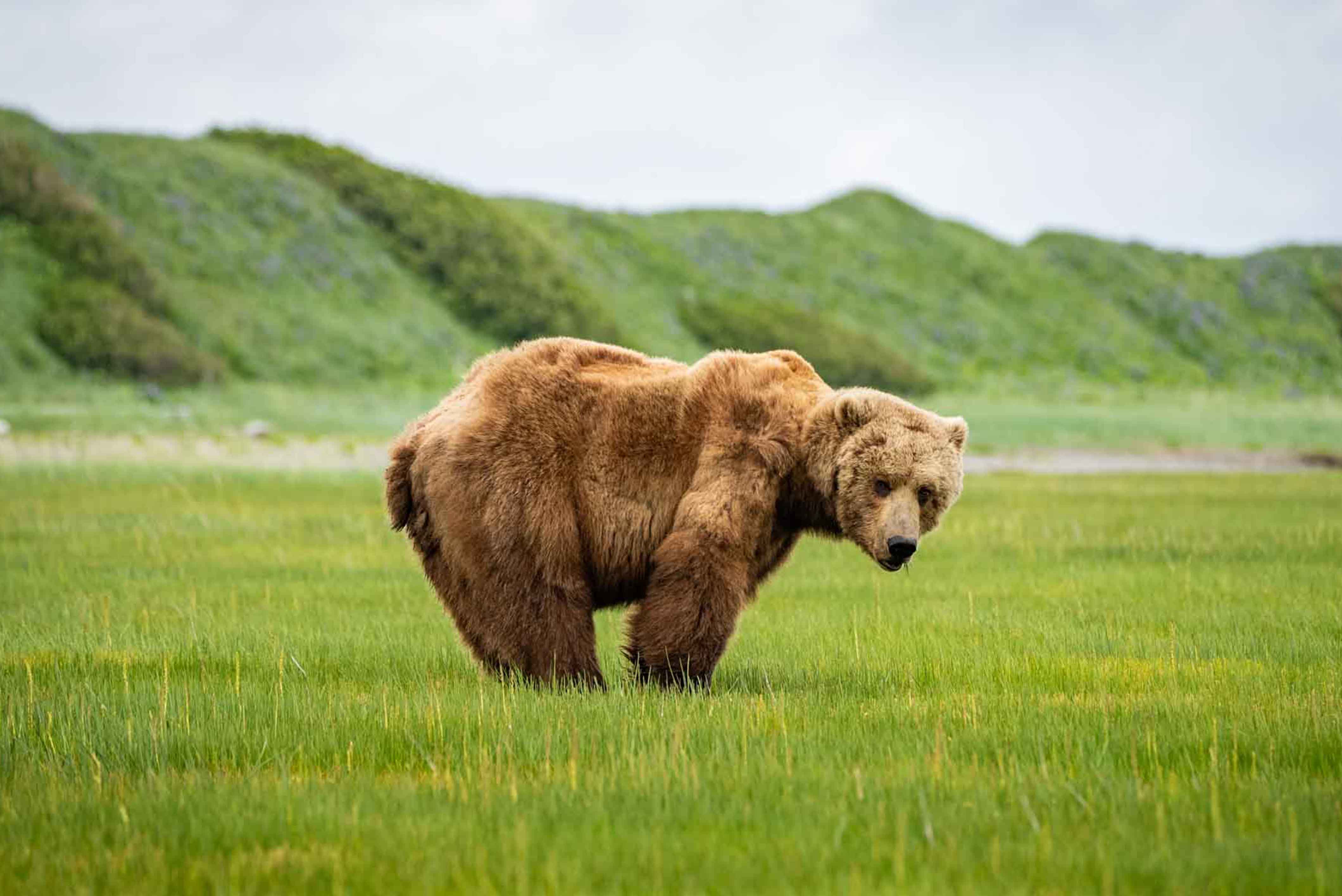 Brown Bear Grazing