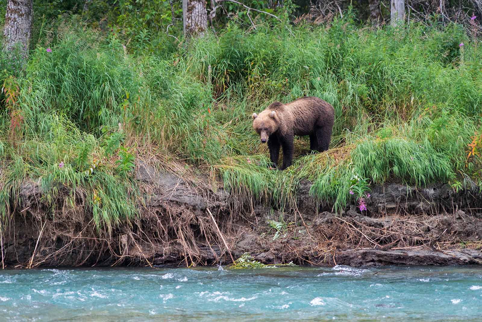 Brown Bear Glaring from the Bank in Lake Clark