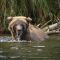 Soaking wet brown bear