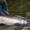 Silver Salmon on the Kamishak River Katmai 