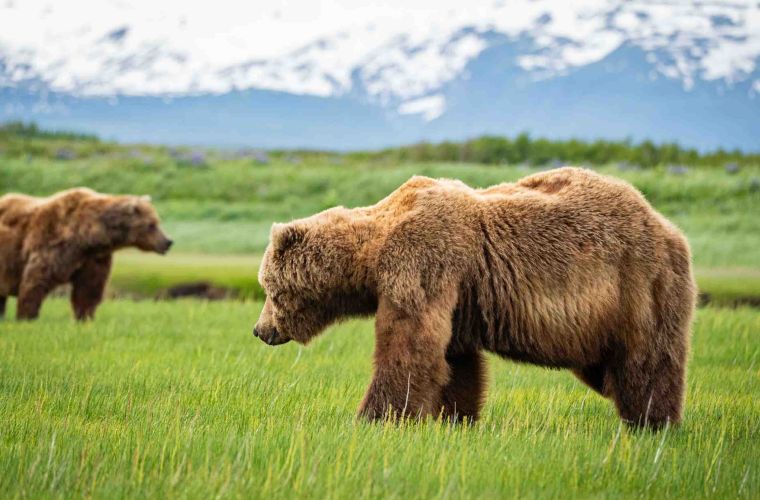 Brown Bears Interacting