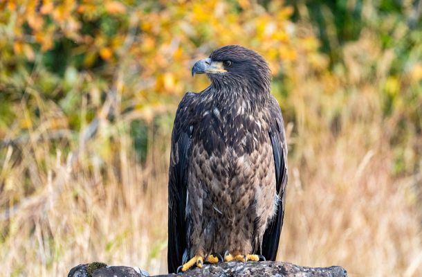 Bald Eagle in Lake Clark National Park