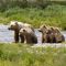 Family of Brown Bears Sitting on a River Bank