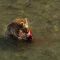 Brown bear eating salmon