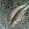 Rainbow Trout in Alaska 