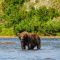 Brown Bear in Katmai