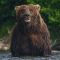Brown Bear Front on View 