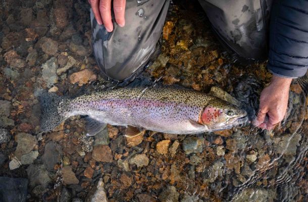 Sight Fishing Trophy Rainbow Trout