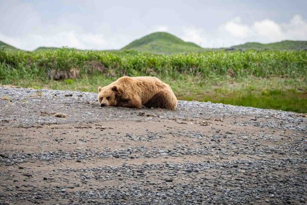 Brown Bears Tide Change