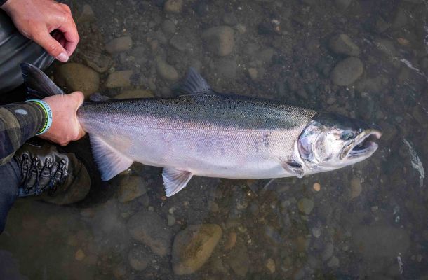 Fly Fishing Silver Salmon