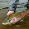 Rainbow Trout Fishing on the Tazinimia River