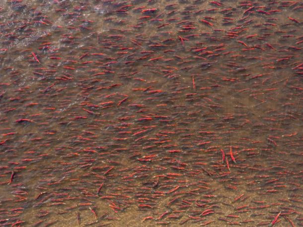 Bristol Bay Sockeye Salmon