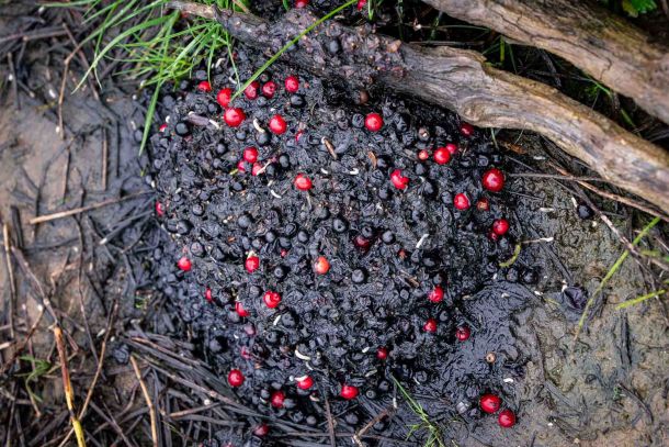 Alaskan Brown Bear Scat
