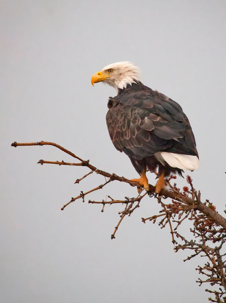Eagle viewing in Lake Clark National Park and Preserve