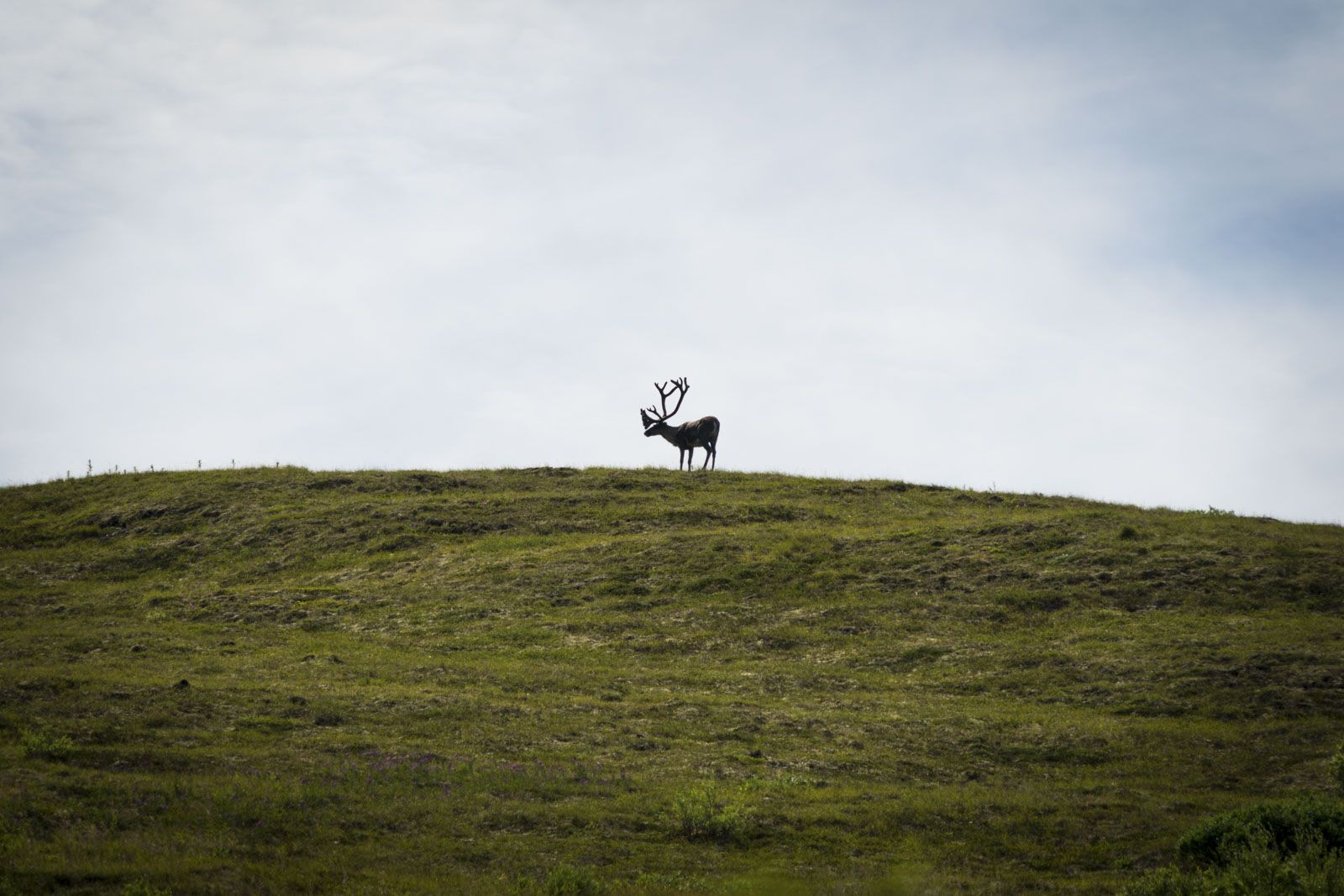 A caribou sitting on a hill top