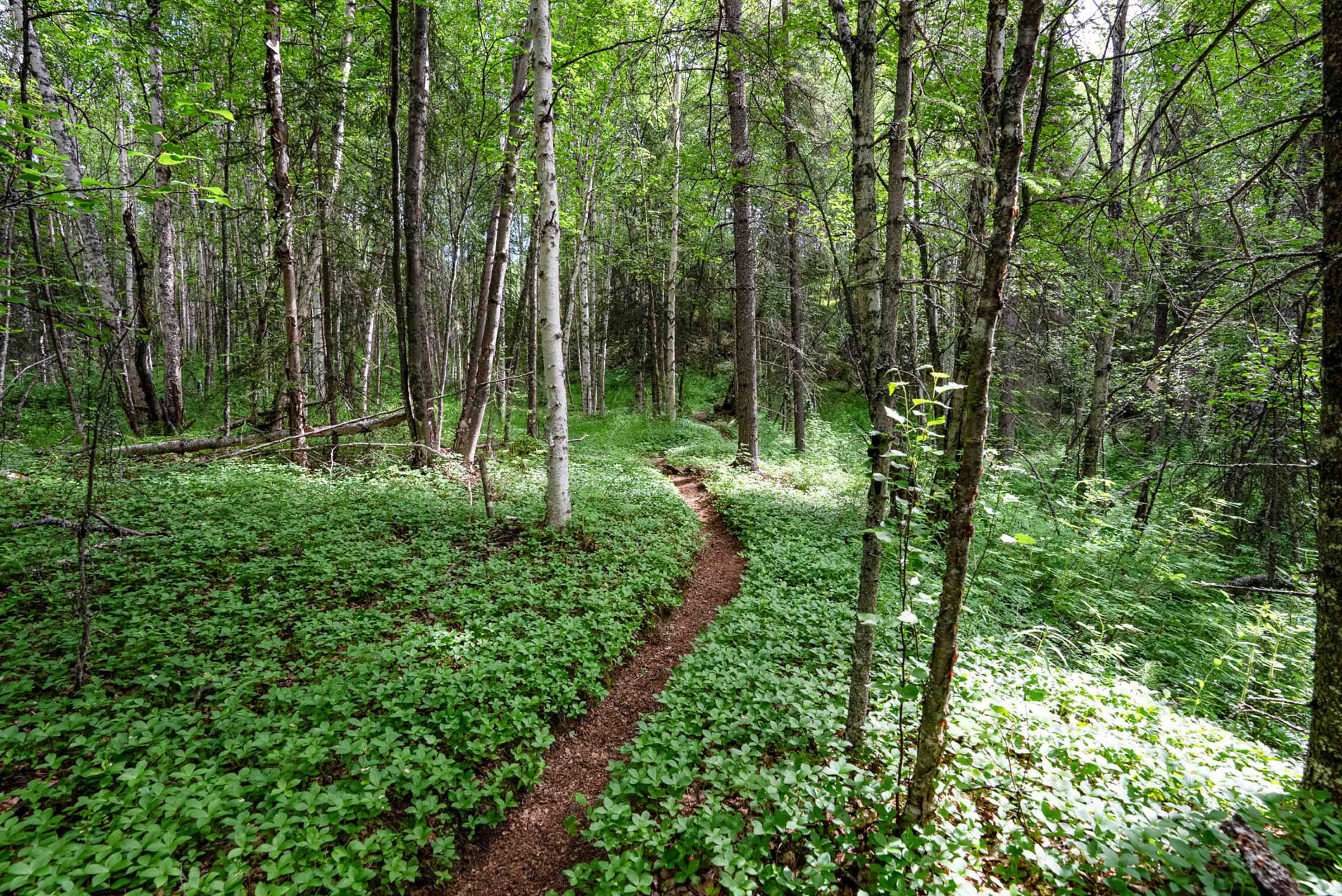 Birch Forests in Port Alsworth 