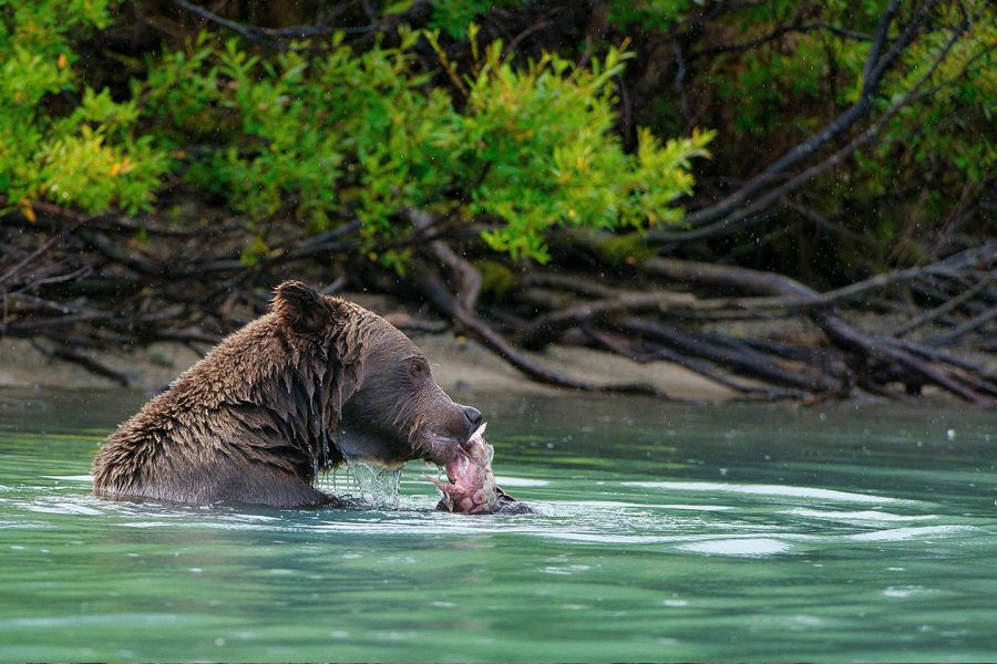 Grizzly Bears in Lake Clark 