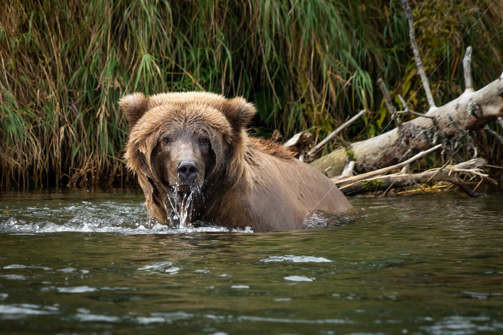 Brown bear snorkeling for salmon