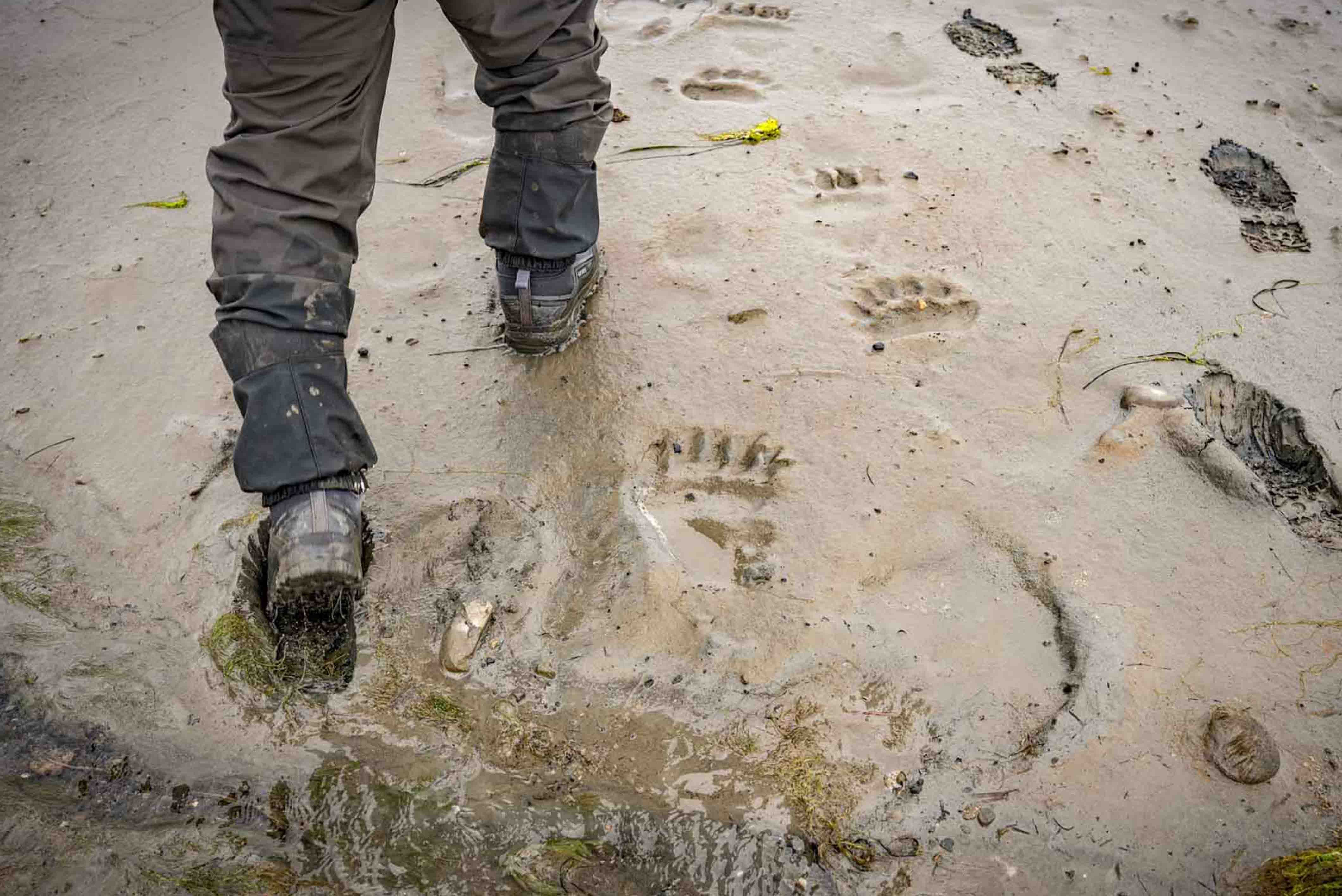 Bear Tracks on Lake Clark Coast 