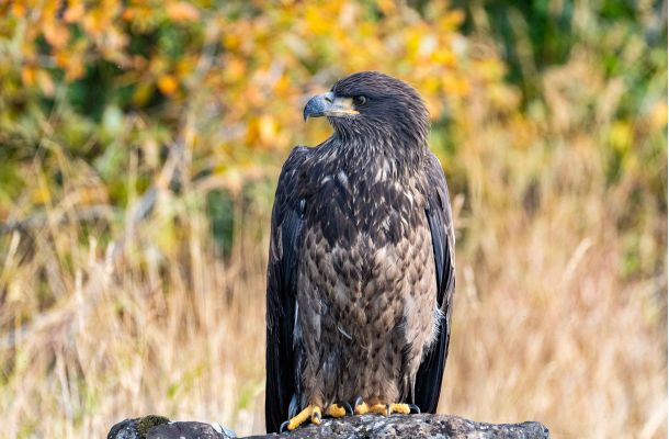 Bald Eagle in Lake Clark National Park