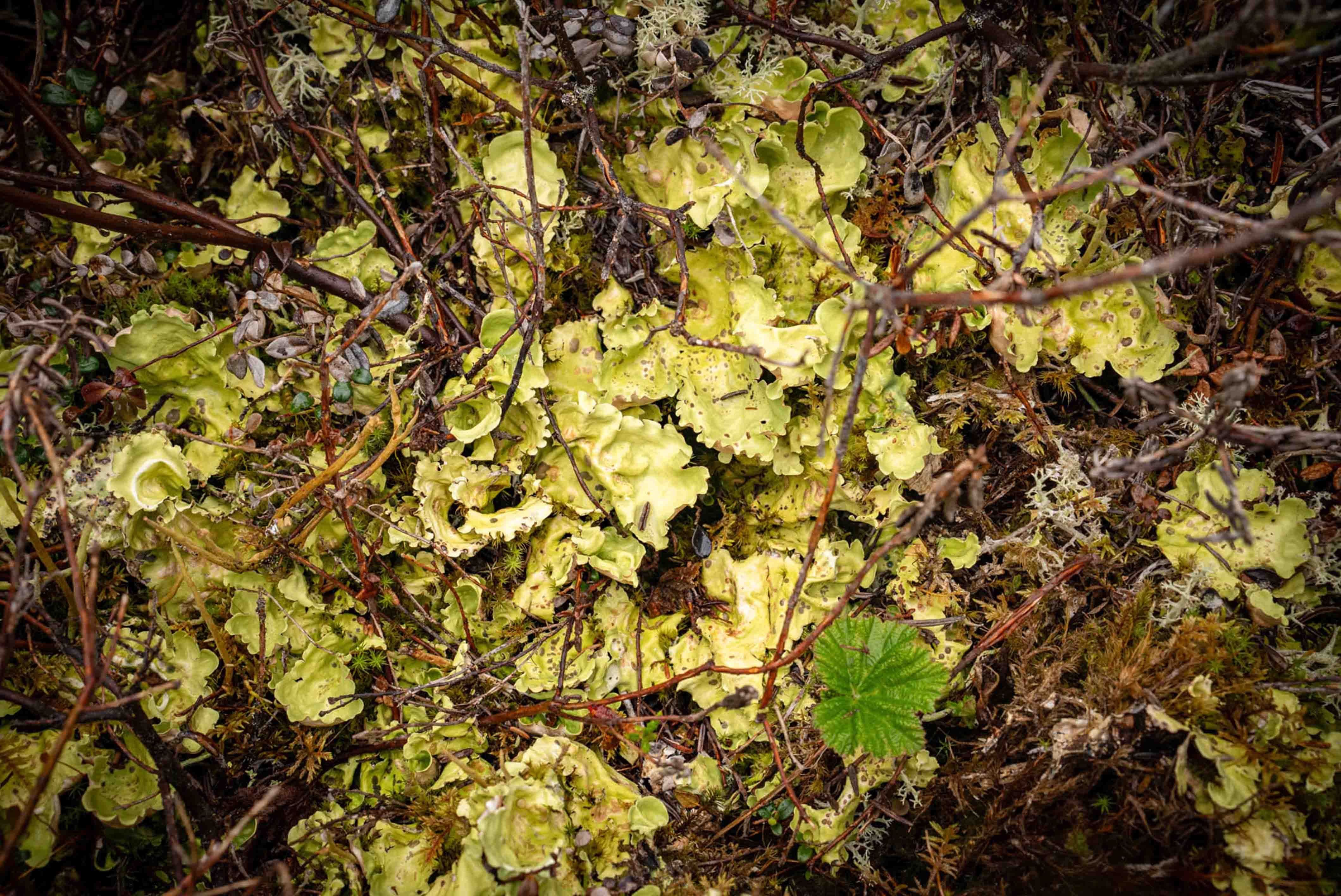 Lichen of Lake Clark National Park 