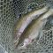 Two alaskan rainbow trout in a net 