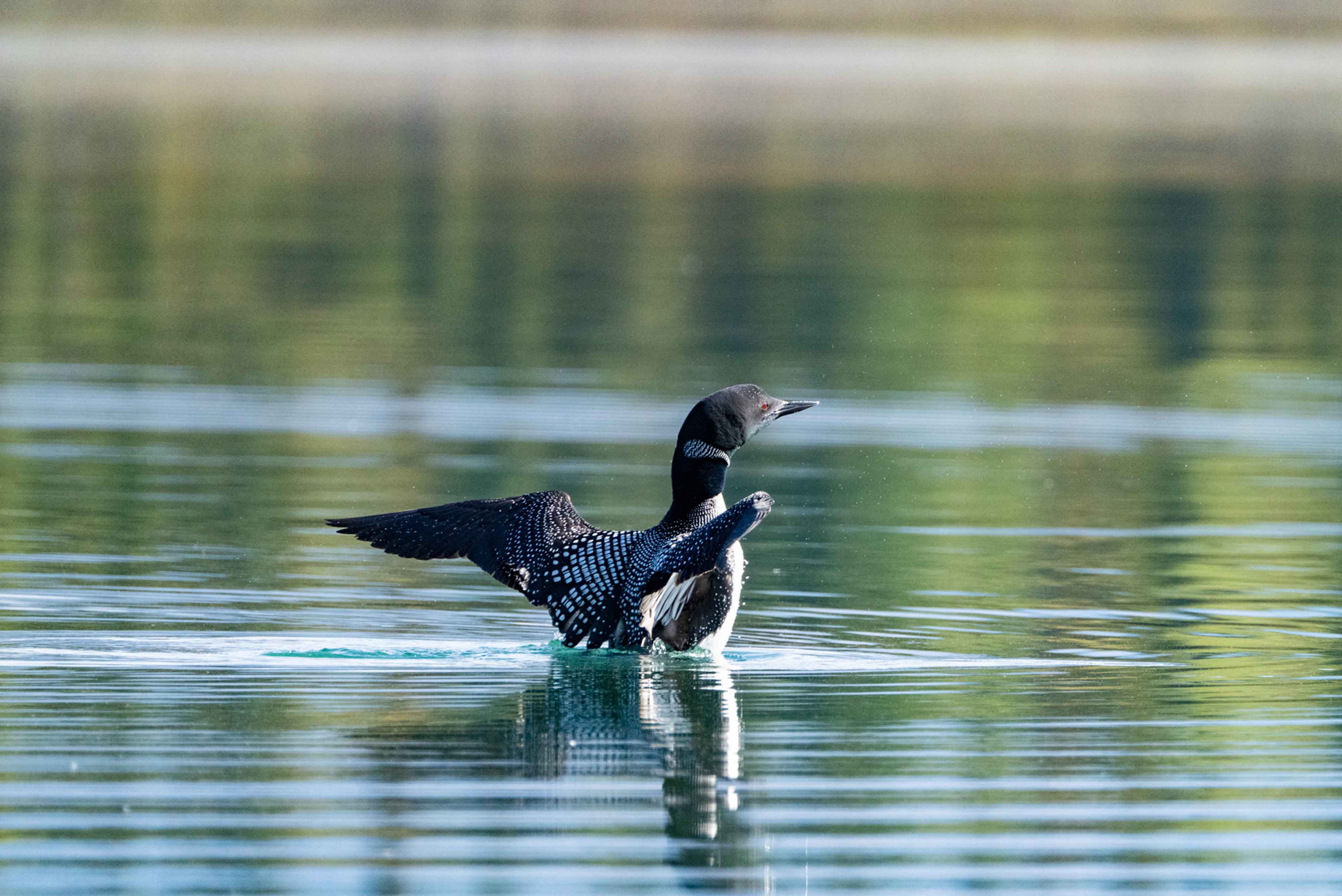 Loons on Lake Clark National Park 