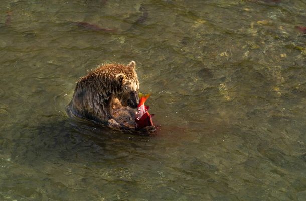 Watch Grizzly Bears Fishing in Alaska