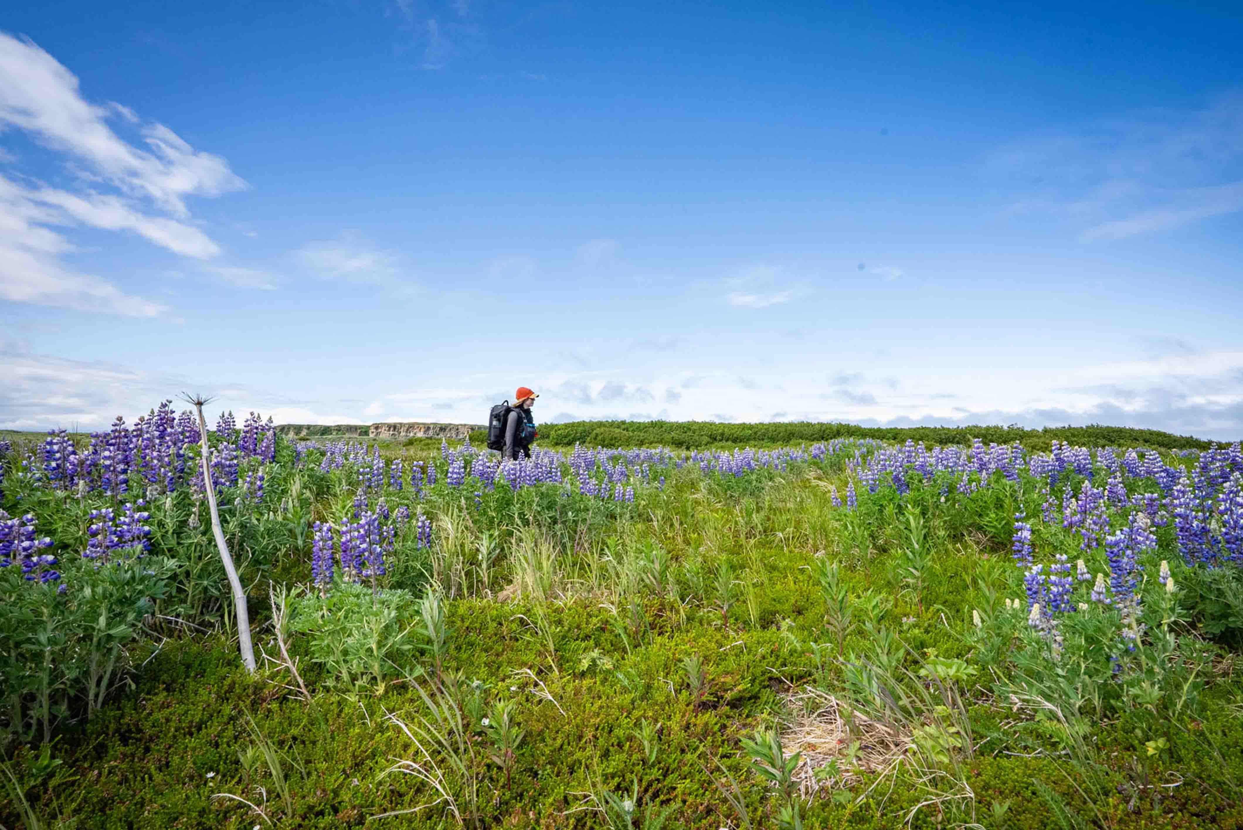 Hiking in Lupin Fields on Katmai Coast 