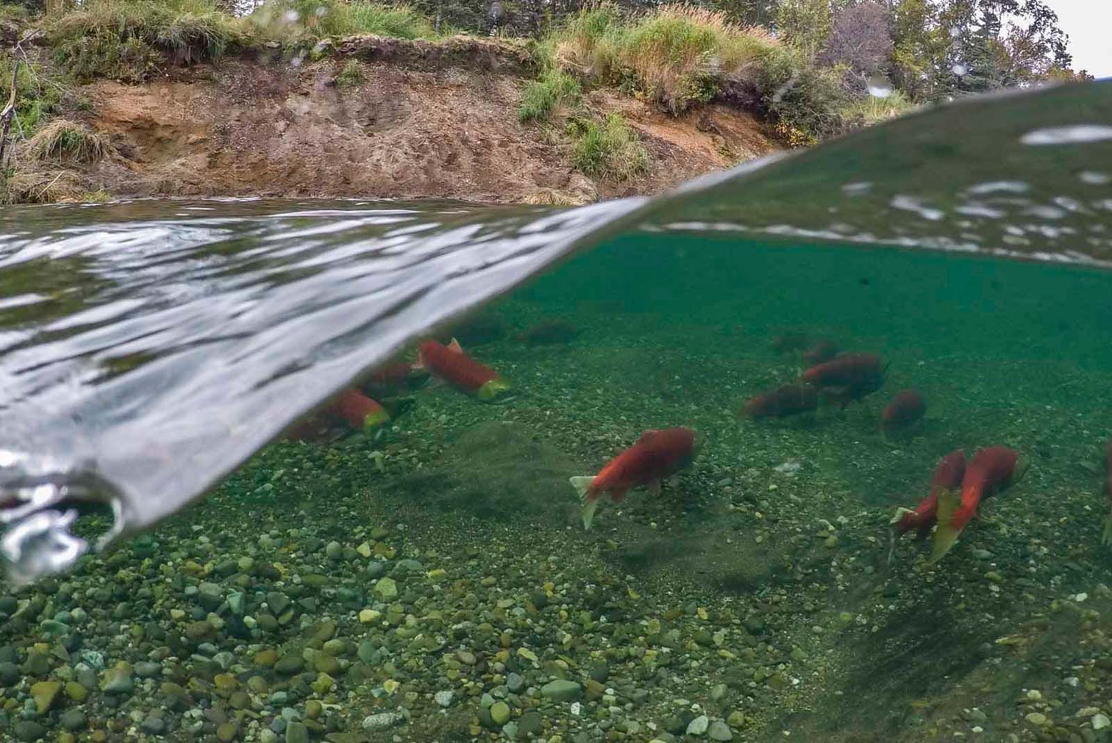 Underwater Sockeye Salmon in Lake Clark