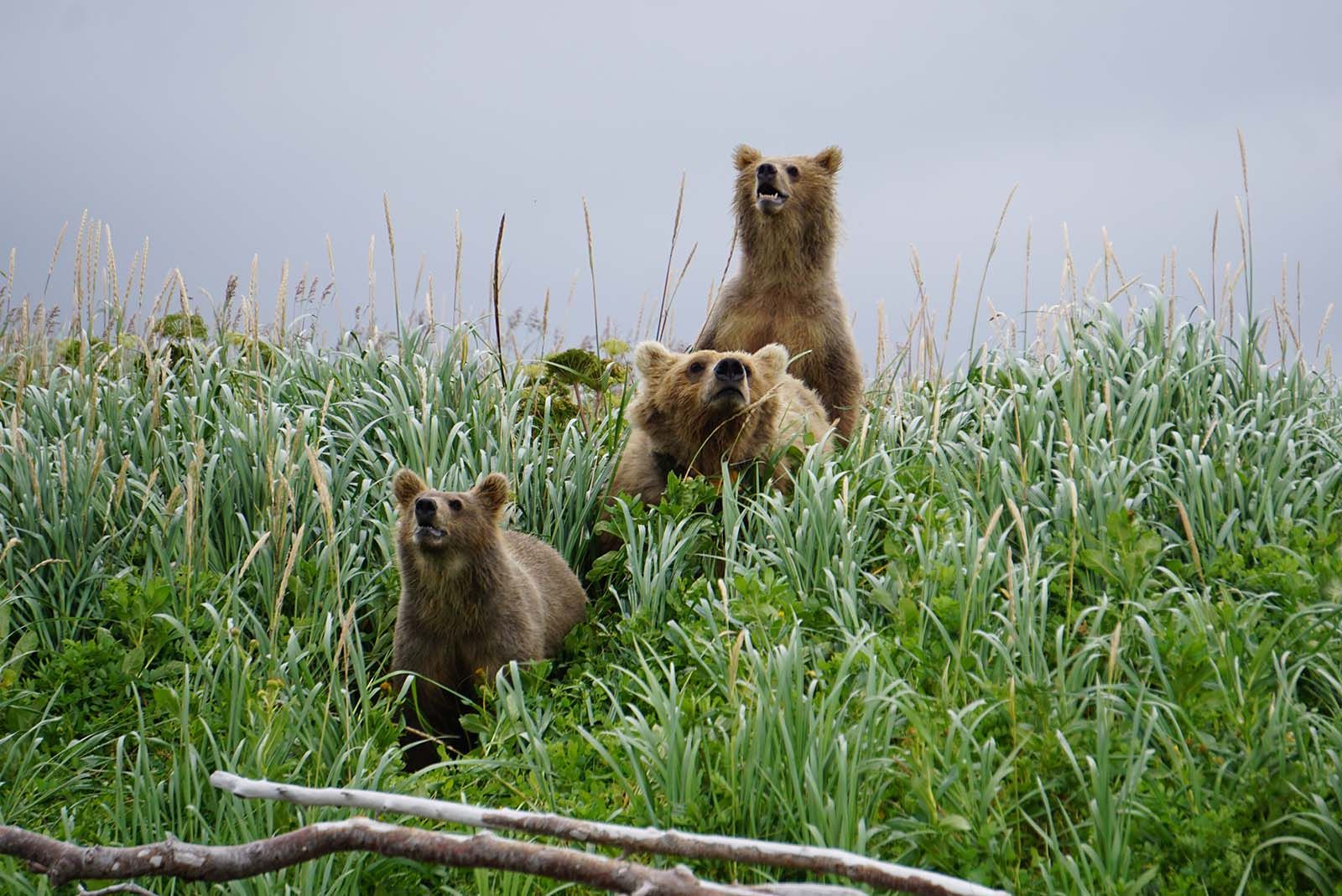 Sow brown bear with a radio collar and cubs in Katmai National Park 