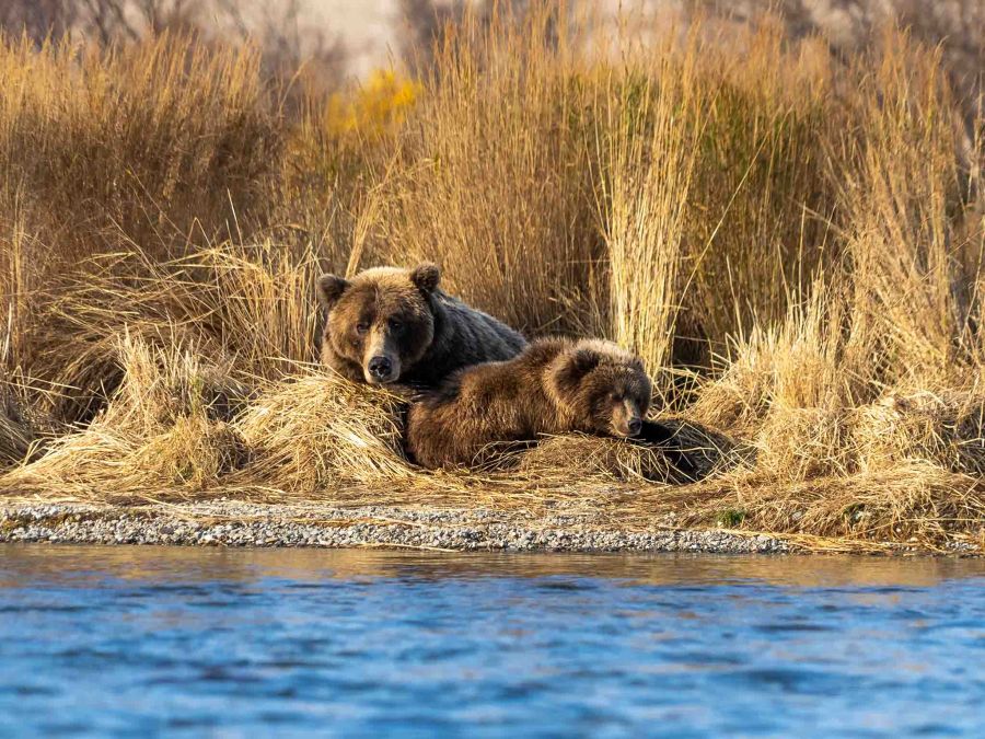 Grizzly Bears in Lake Clark 