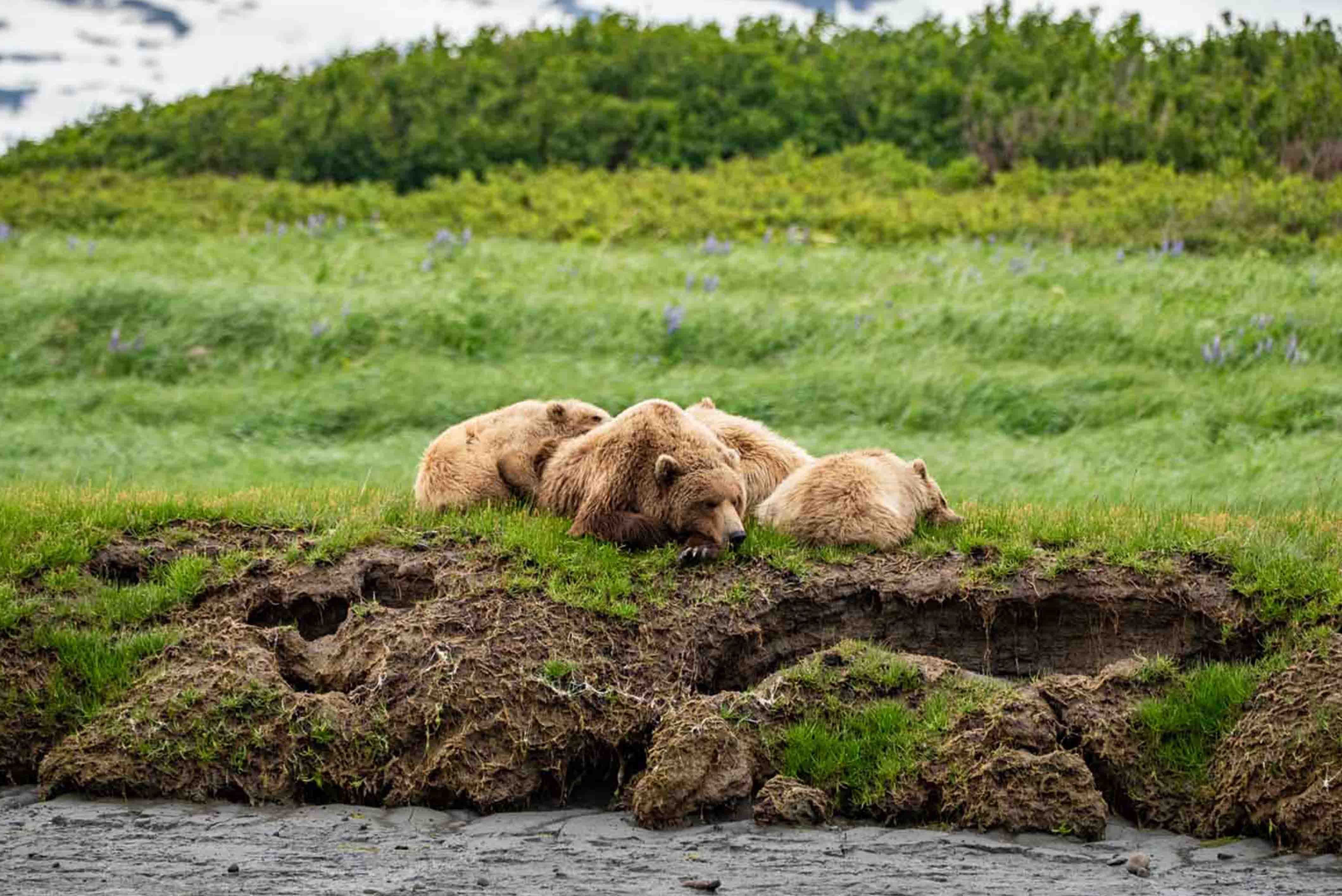 Brown Bear Mom and Cubs Sleeping 