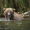 Soaking wet brown bear