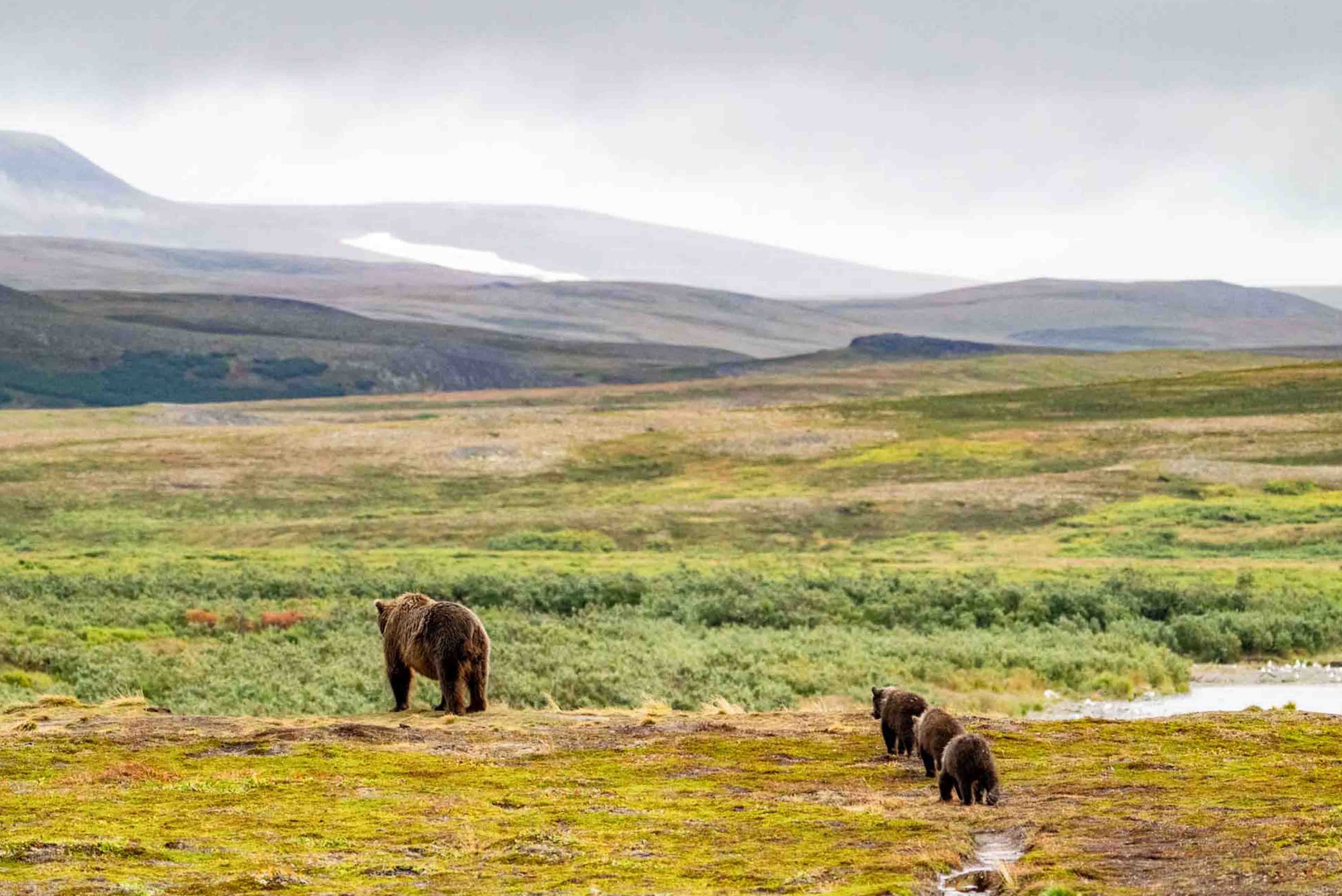 Brown Bears Walking on Tundra