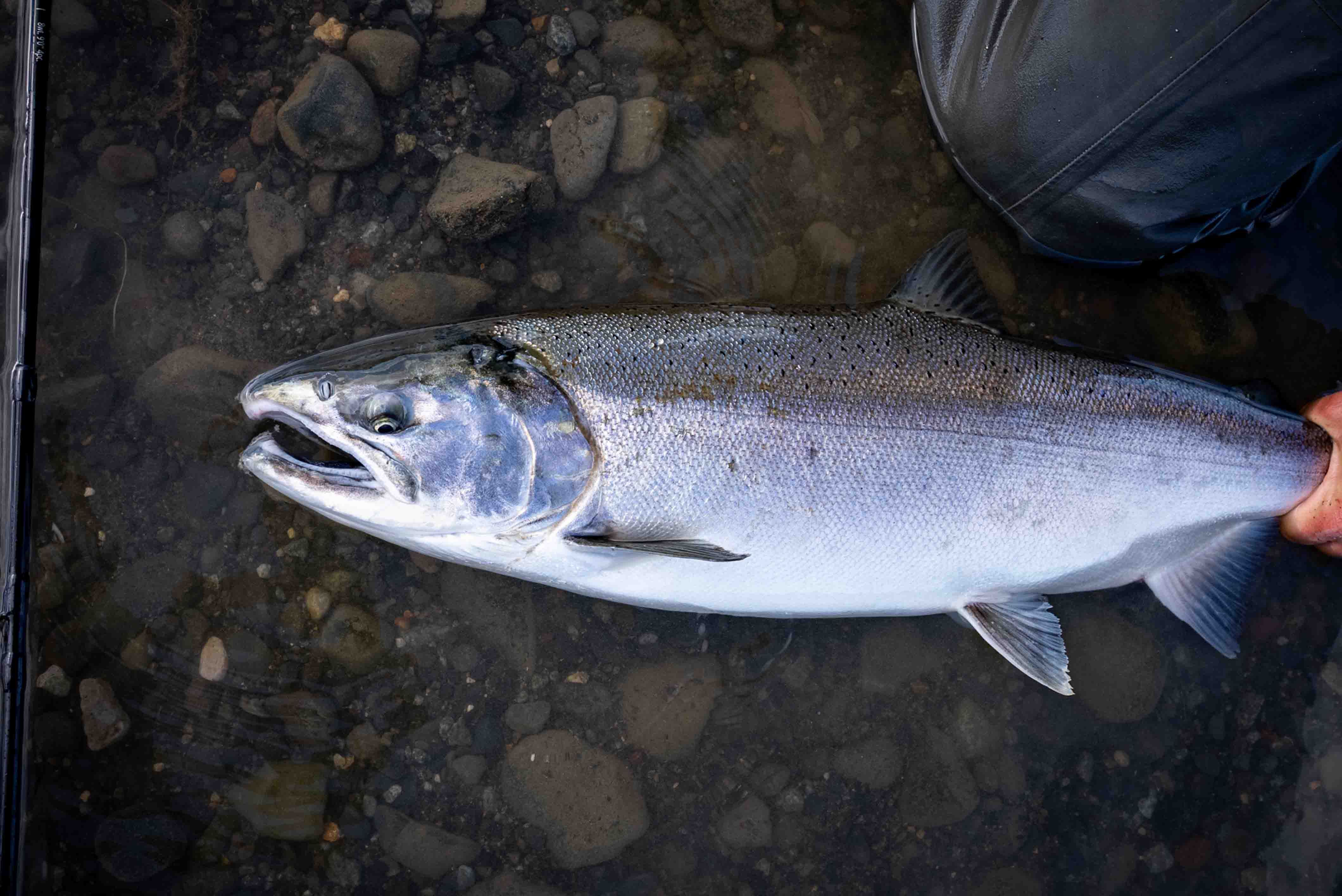 Silver salmon with fresh sea lice