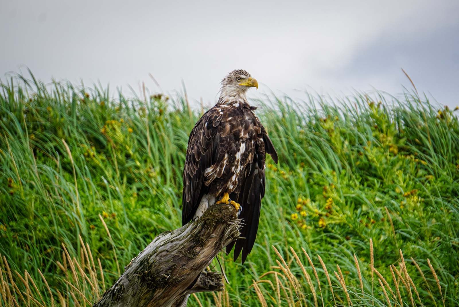 Juvenile bald eagle in Katmai national park 